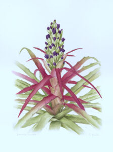 Bromelia laciniosa  Aquarela 41x29cm R$5000