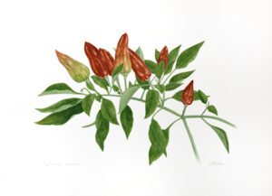 Capisicum  chinensens Aquarela 27x37cm R$4000