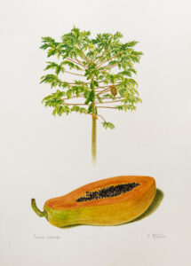 Carica papaya Aquarela 38x28cm R$5000