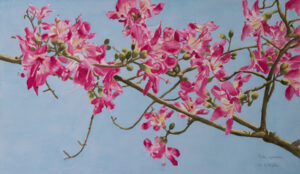 Ceiba speciosa  Aquarela  42x72cm Vendido.