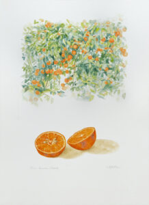 Citrus limonia Osbeck Aquarela 38x28cm R$5000