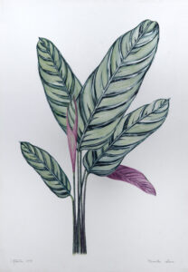 Ctenante setosa Aquarela 52x36cm R$4500