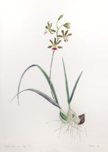 Encyclia randii 1 Aquarela 66x46cm R$ 5000