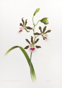 Encyclia randii 2 Aquarela 40x28cm R$4000