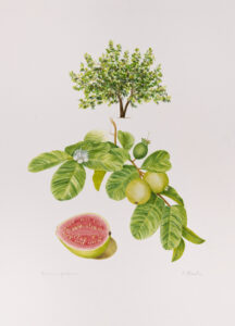 Psidium guajava Aquarela 38x28cm R$5000