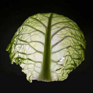 Cabbage