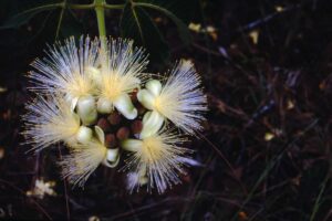 Flor do pequizeiro 