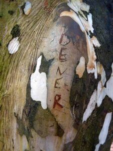 Manuscrito in natura 