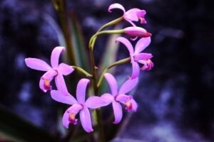Orquídea Laélia