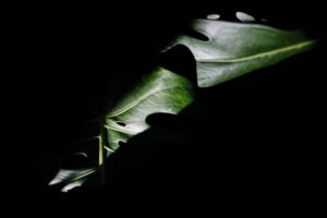 The Last Days Of The Rapa Nui  